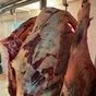 мясо говядина пром, быки-360 в Омске 6