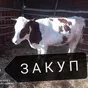 вынуждены забой КРС лошодей баранину  в Омске и Омской области