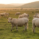 В Нижнеомском районе обнаружен очаг бешенства коров