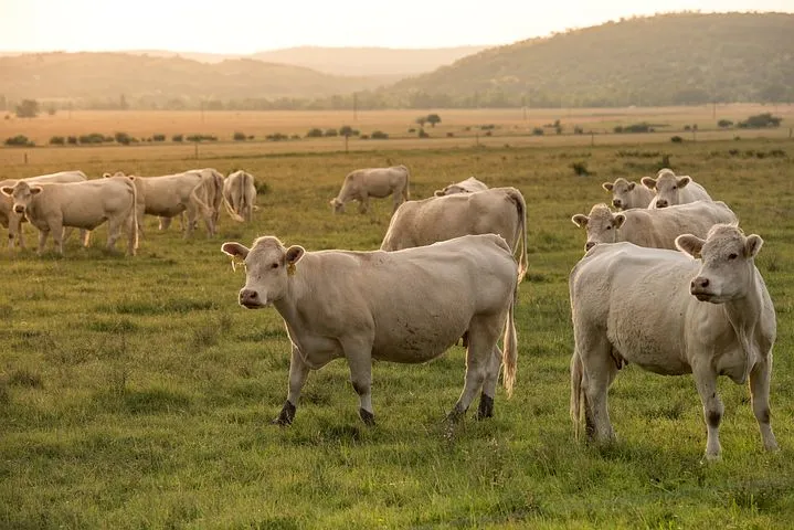 В Нижнеомском районе обнаружен очаг бешенства коров