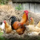 В Омской области стали производить меньше курятины и яиц