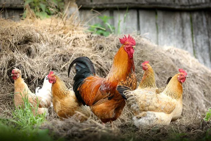 В Омской области стали производить меньше курятины и яиц