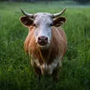 В Омской области из-за засухи поголовье крупного рогатого скота и свиней снизилось