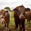 Из-за болезни коров карантин ввели еще в нескольких населенных пунктах Омской области