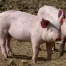 Омские власти пообещали компенсацию фермерам за массовый убой свиней из-за АЧС