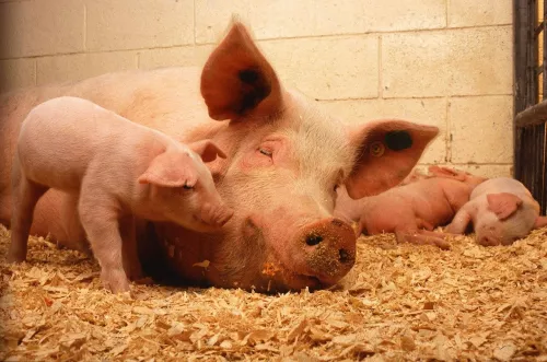 В Омской области перестал действовать карантин по африканской чуме свиней