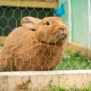 Омича будут судить за растрату средств гранта на кроличью ферму