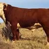 закуп КРС Вынужденный Забой Коров быков в Омске